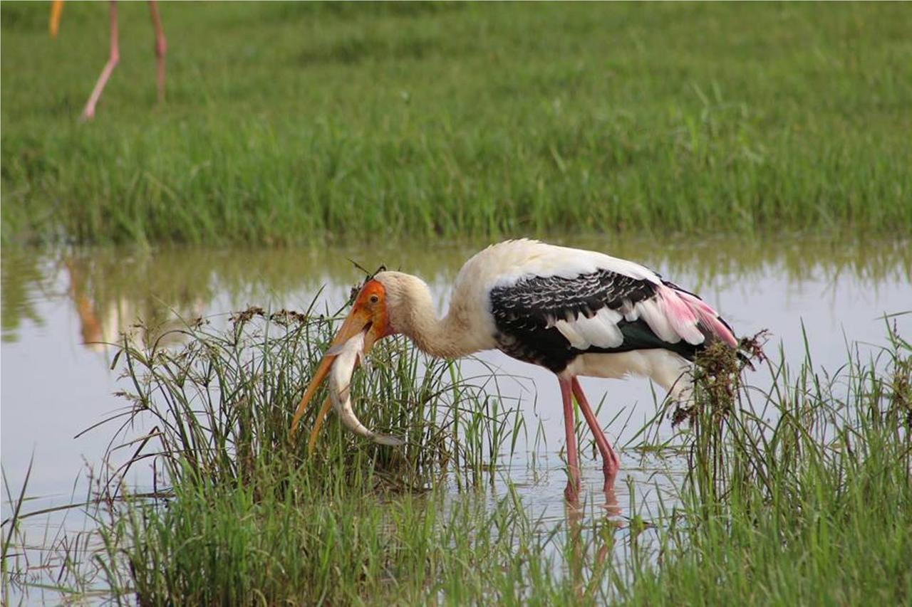 Greenwood Udawalawa Safari Resort Удавалаве Екстериор снимка
