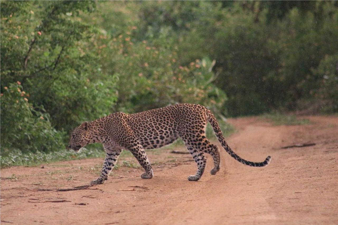 Greenwood Udawalawa Safari Resort Удавалаве Екстериор снимка