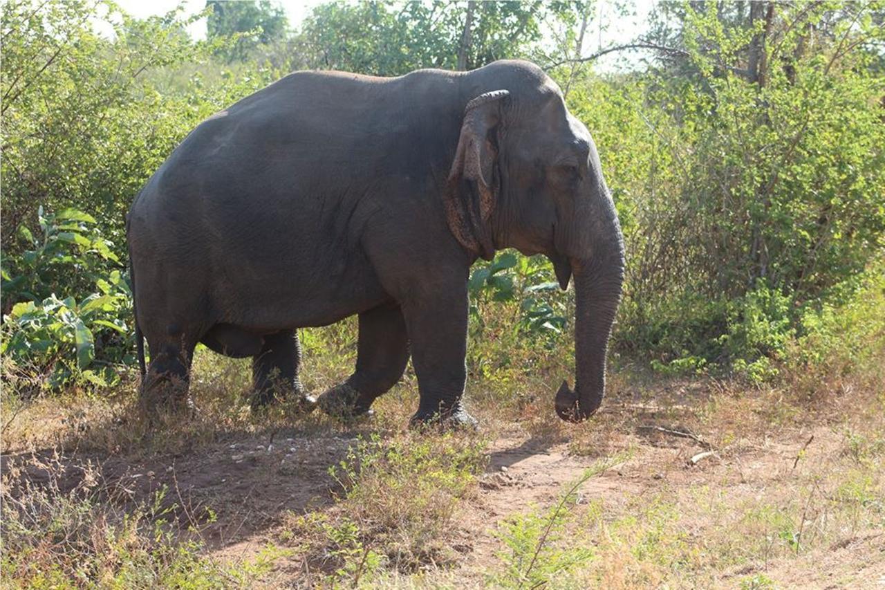 Greenwood Udawalawa Safari Resort Удавалаве Екстериор снимка