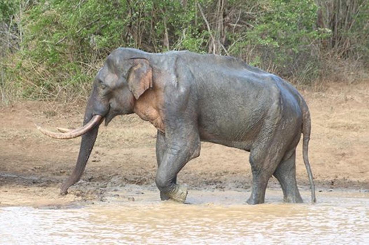 Greenwood Udawalawa Safari Resort Удавалаве Екстериор снимка