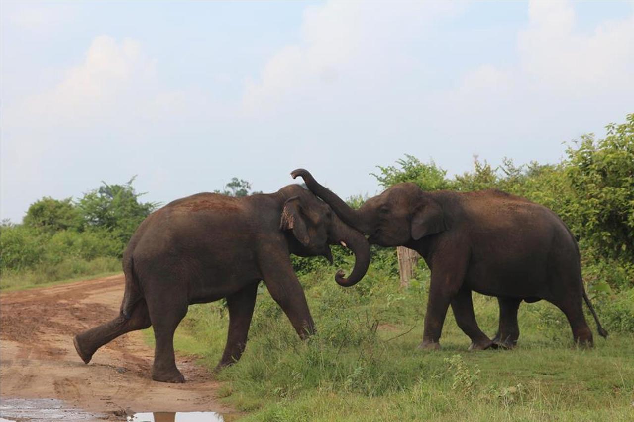 Greenwood Udawalawa Safari Resort Удавалаве Екстериор снимка