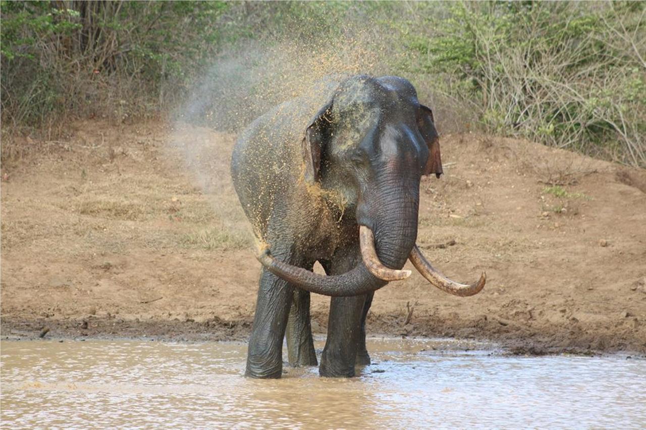 Greenwood Udawalawa Safari Resort Удавалаве Екстериор снимка