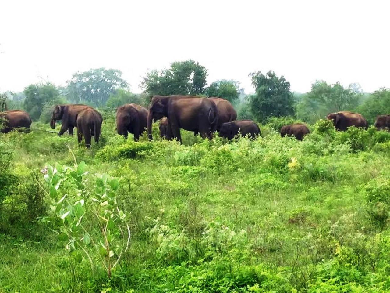 Greenwood Udawalawa Safari Resort Удавалаве Екстериор снимка