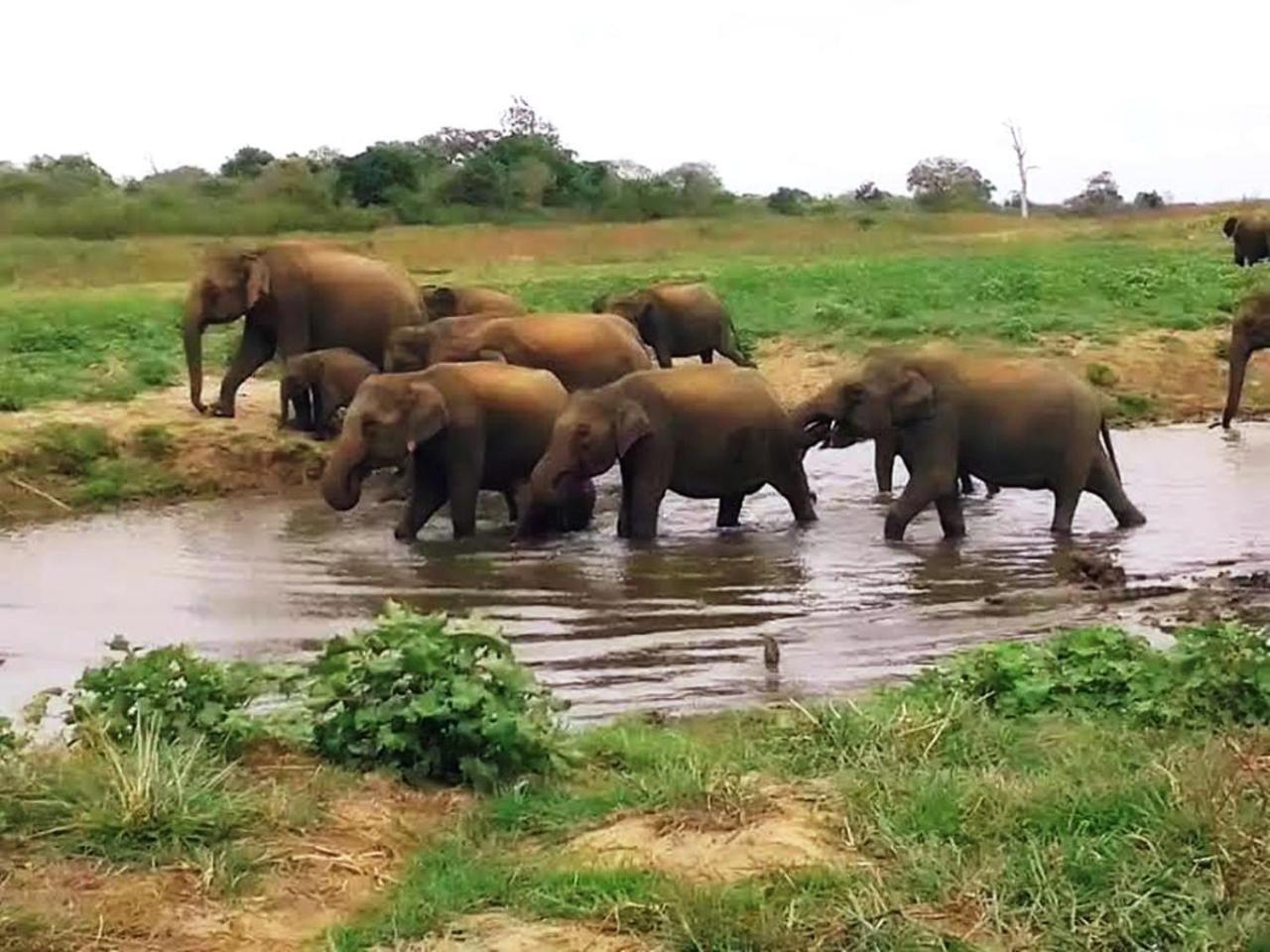 Greenwood Udawalawa Safari Resort Удавалаве Екстериор снимка
